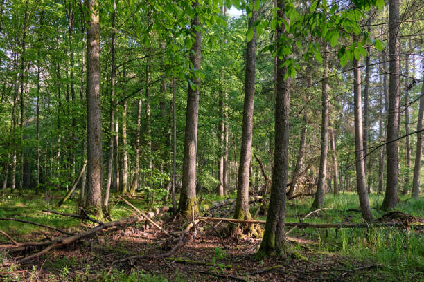 istock Springtime deciduous tree stand with hornbeams and oaks 1352914760