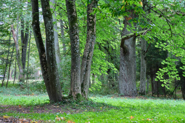 istock Autumnal deciduous tree stand with hornbeams and oaks 1352914938