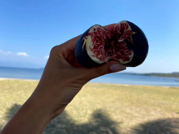 istock Woman holding a black fig in the hand 1352915087