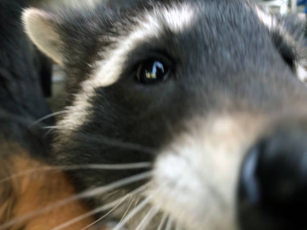 extreme close-up of a raccoon
