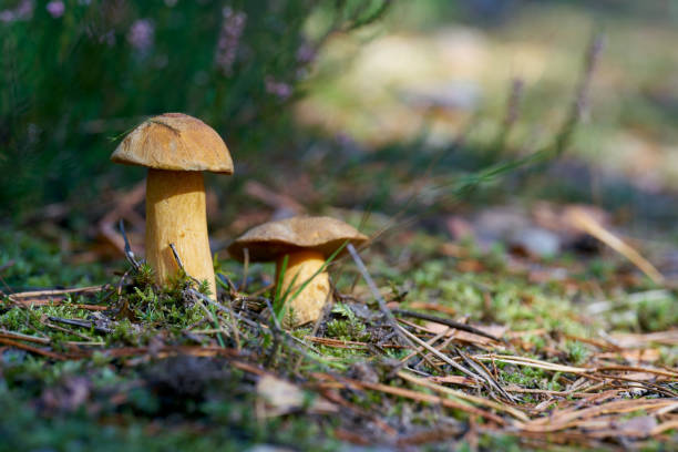 istock velvet bolete (Suillus variegatus) 1352915236
