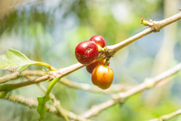 istock Coffee beans drying in the sun 1352915866