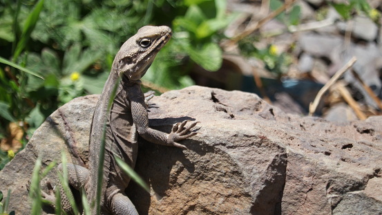 Caucasian Agama body shape and color  reptiles are quite large, with a body length of 15cm without a tail.