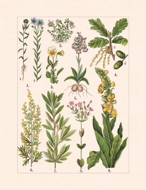 ilustrações, clipart, desenhos animados e ícones de plantas medicinais e úteis, cromatógrafo, publicado em 1900 - chromolithograph