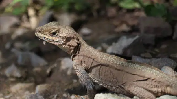 Photo of Wild lizard