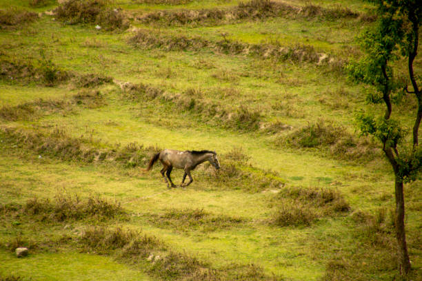 istock Horses grazing at various place 1352917548