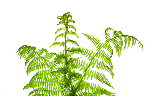 Fresh green fern leaves isolated on a white background.