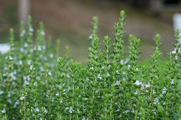 istock Green fresh sweet marjoram spicy herb sprouts 1352917793