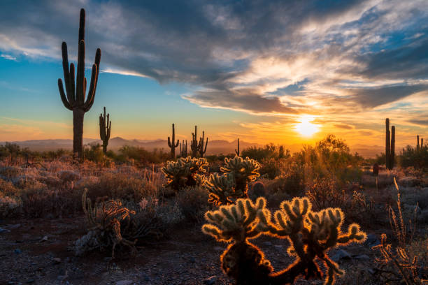 silueta del atardecer de saguaro #72 - anochecer fotografías e imágenes de stock