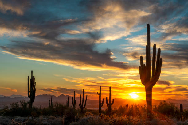 istock Last light from the sonoran desert 1352918392