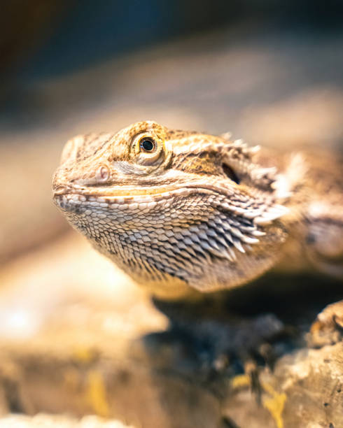 istock Beautiful yellow Lizard on a rock. 1352918472