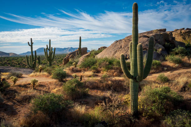 суровая и красивая пустыня сонора - arizona phoenix desert tucson стоковые фото и изображения