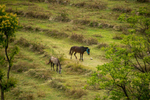 istock Horses grazing at various place 1352918569