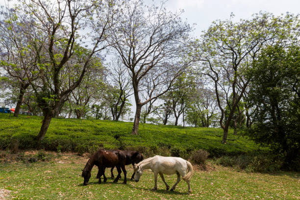 istock Horses grazing at various place 1352919112