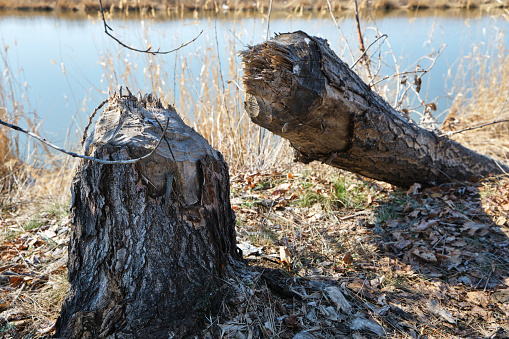 Fallen tree on the Bank of the river eroded by beavers