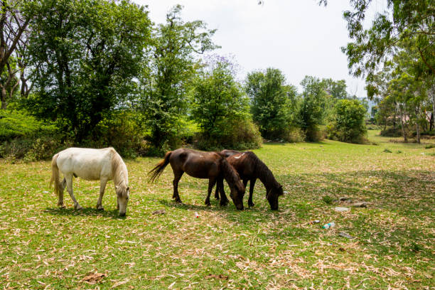istock Horses grazing at various place 1352919670