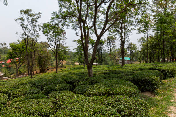 istock Tea gardens in Palampur, Himachal 1352919750