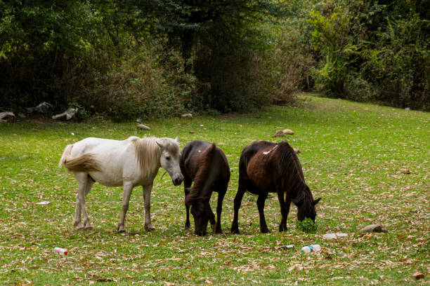 istock Horses grazing at various place 1352920108