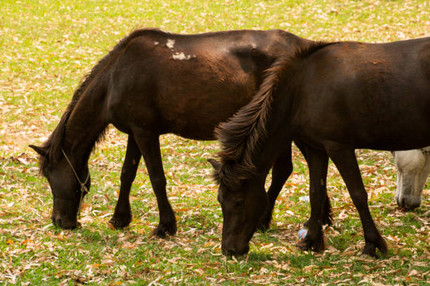 Horses grazing at various place