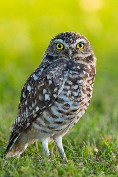 Burrowing owl Burrowing owl, Athene cunicularia, is endangered in Canada. burrowing owl stock pictures, royalty-free photos & images