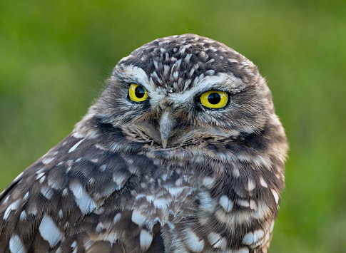 Burrowing owl, Athene cunicularia, is endangered in Canada.