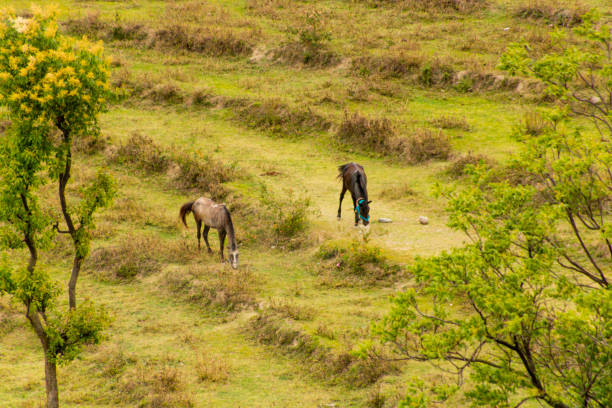 Horses grazing at various place