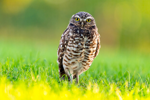 Burrowing owl, Athene cunicularia, is endangered in Canada.