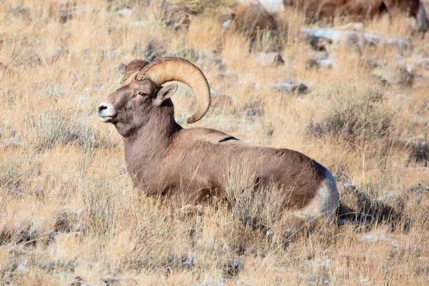 rocky mountain bighorn carneiro ram na grama - rocky mountain sheep - fotografias e filmes do acervo