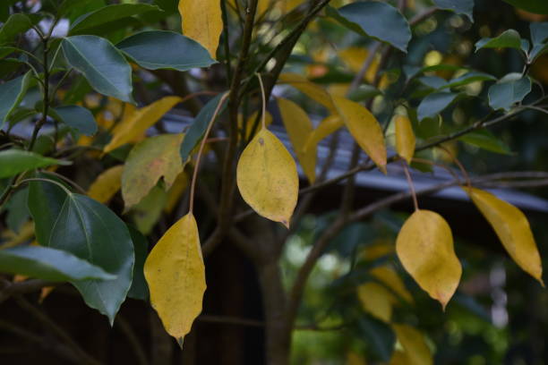 istock Yellow leaves of Dendropanax trifidus. 1352922842