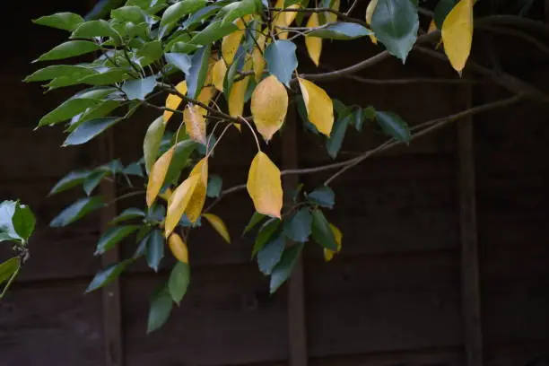 Yellow leaves of Dendropanax trifidus. This plant is an Araliaceae evergreen tree called Kakure-mino in Japan and is planted in the shade.