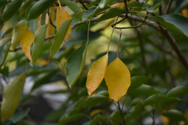 istock Yellow leaves of Dendropanax trifidus. 1352922907