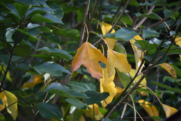 istock Yellow leaves of Dendropanax trifidus. 1352922922