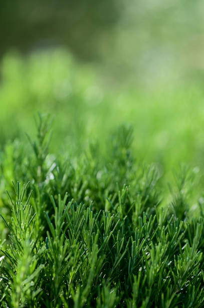 istock Fresh Rosemary Herb grow outdoor. 1352923687