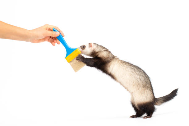 istock Ferret play isolated on a white background 1352925199