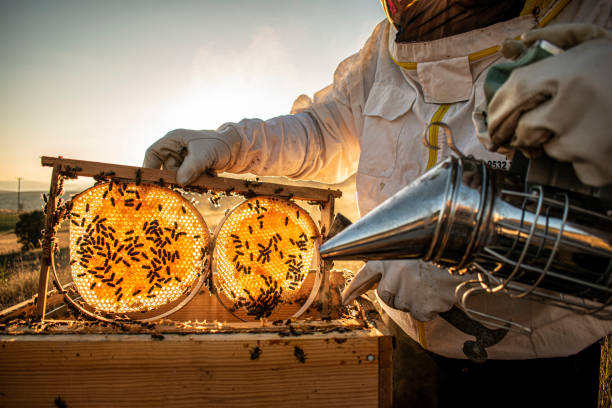 istock beekeepers in white protective suit holding bees and beeswax in wooden frame 1352926424