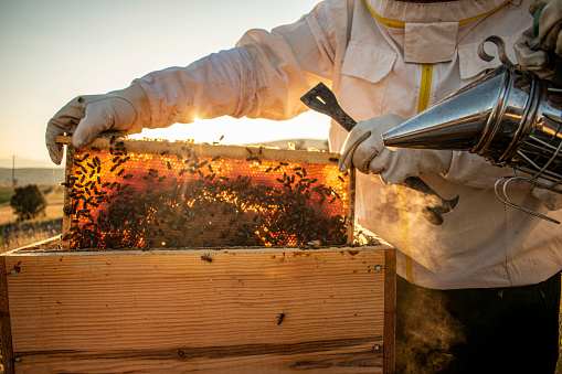 beekeepers in white protective suit holding bees and beeswax in wooden frame at the nature