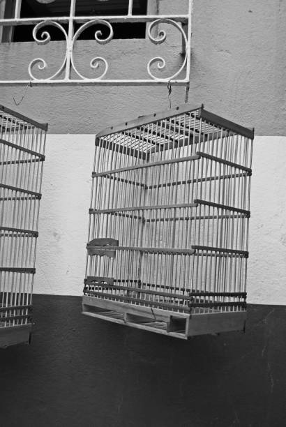 istock Birdcage in Black and White 1352927504
