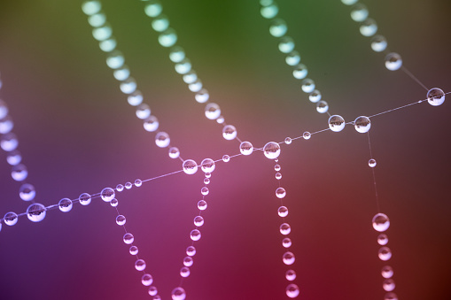 chain of perfect drops of dew on a spider web on a colored background