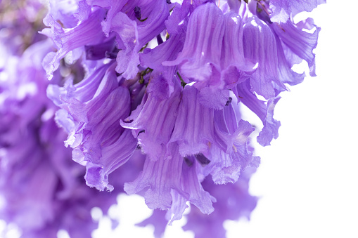 Purple lilac flowers blooming on lilac bushes in botanical park on sunny day, lilac flowers close up in nature background