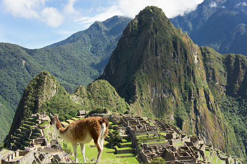 Llamas in Machu Picchu on a sunny day, Peru, South America