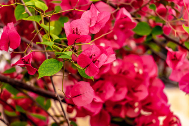 hot pink Bougainvillea flowers