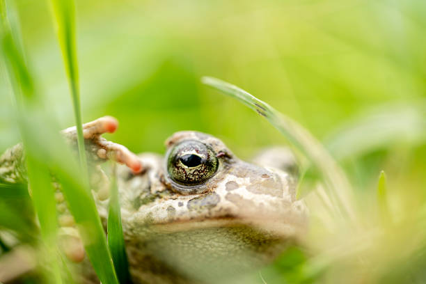 istock macro photography of a toad's eye in the nature 1352931267