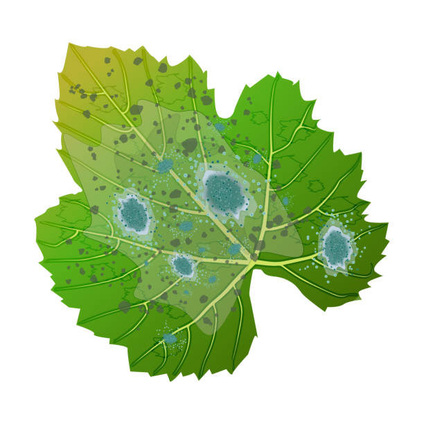 Leaf with mold isolated on white background. Green leaf are damaged by fungi pathogen. Plant blight symptom. Powdery mildew on leaves. Plant disease. Mould spots on the leaves. Stock vector illustration mildew stock illustrations