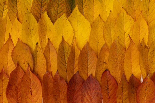 autumn background with leaves of cherry tree