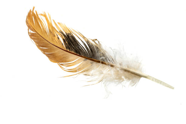 istock brown feather of a hen on a white background 1352934236