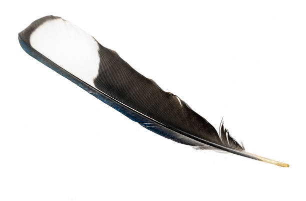 black and blue magpie feather on a white isolated background