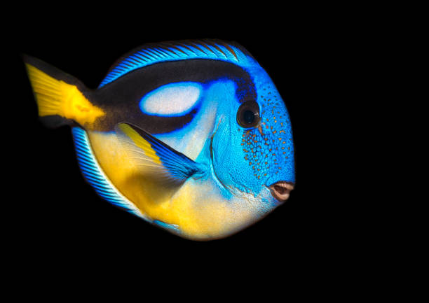 paracanthurus hepatus (paracanthurus hepatus) - animals and pets isolated objects sea life photos et images de collection