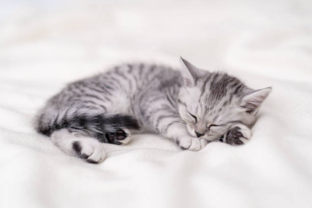 istock Cute striped Scottish fold kitten sleeping lying white blanket on bed. Concept of adorable little pets. Relax domestic pets 1352936025