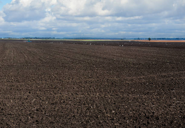 Landscape: Autumn cleared rural field with a tractor pulling a harrow and birds with a cloudy sky