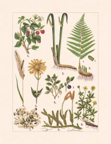 Medicinal and useful plants, chromolithograph, published in 1900 Medicinal and useful plants: 1) European red raspberry (Rubus idaeus); 2) Sweet flag (Acorus calamus); 3) (Dryopteris filix-mas), a-overall view, b-sorus; 4) Ergot fungus (on ears of rye, Claviceps purpurea); 5) Wolf's bane (Arnica montana); 6) European blueberry (Vaccinium myrtillus), a-blossom, b-fruit; 7)  True Iceland lichen (Cetraria islandica); 8) Club moss (Lycopodium clavatum); 9) Tormentil (Potentilla erecta). Chromolithograph, published in 1900. lycopodiaceae stock illustrations